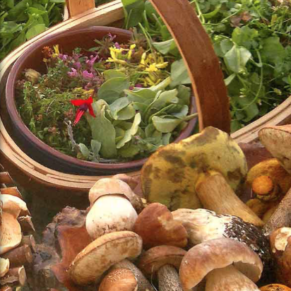 Mark Williams Foraging